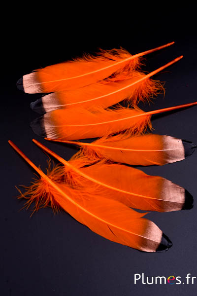 Oie pointe bronze-noire - 15-21 cm - orange